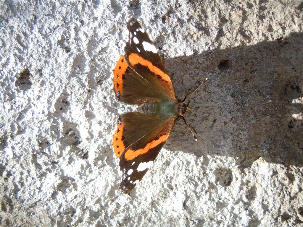 Vanessa atlanta